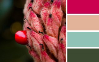 magnolia seed pod color palette