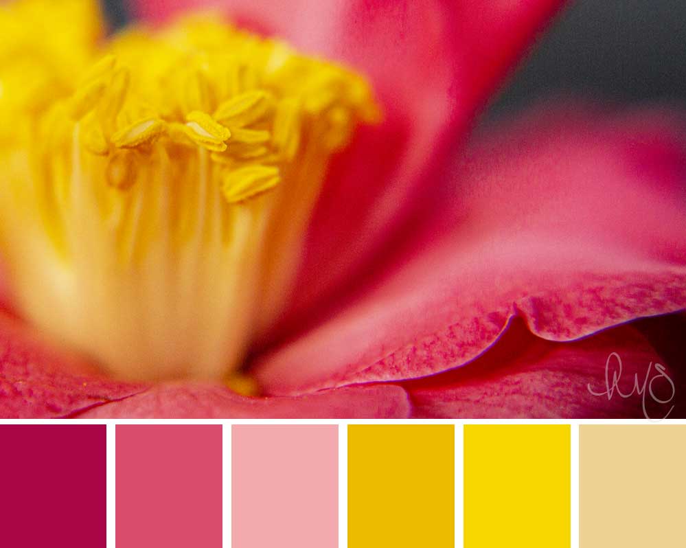 pink and yellow camellia color palette