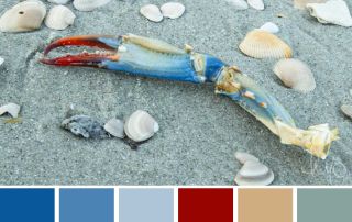 beach color palette inspired by a crab claw washed up on myrtle beach